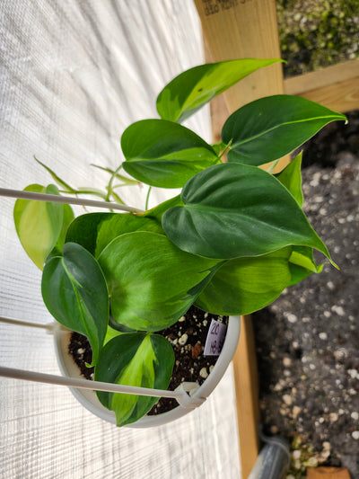 Philodendron Brazil 4in Hanging Basket- 210
