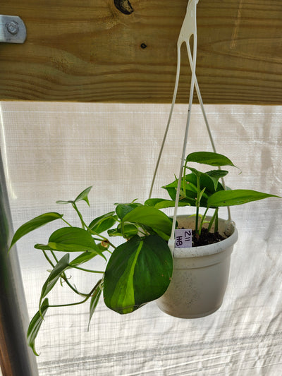 Philodendron Brazil 4in Hanging Basket- 211