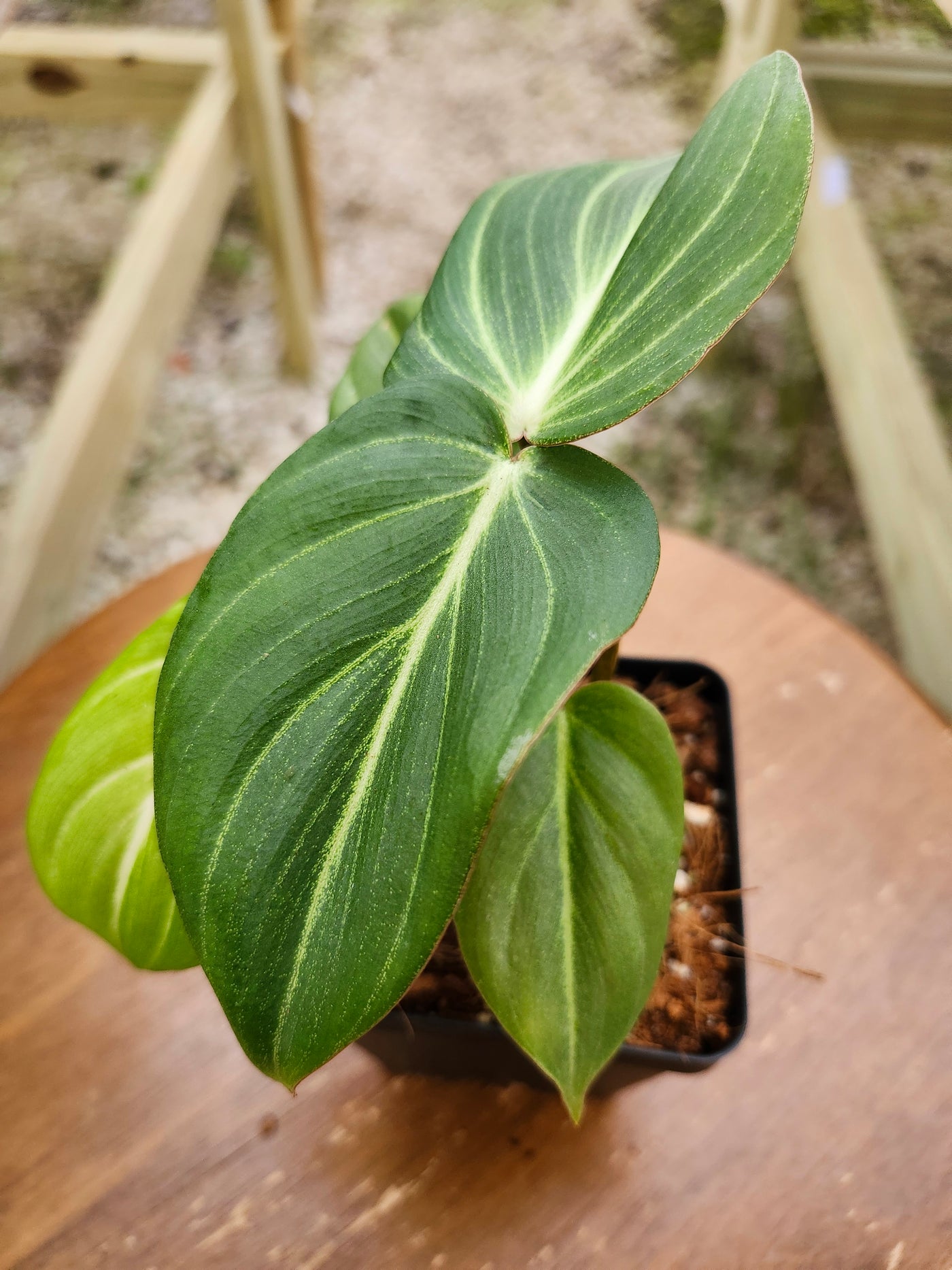 Philodendron Gloriosum (4in)-318