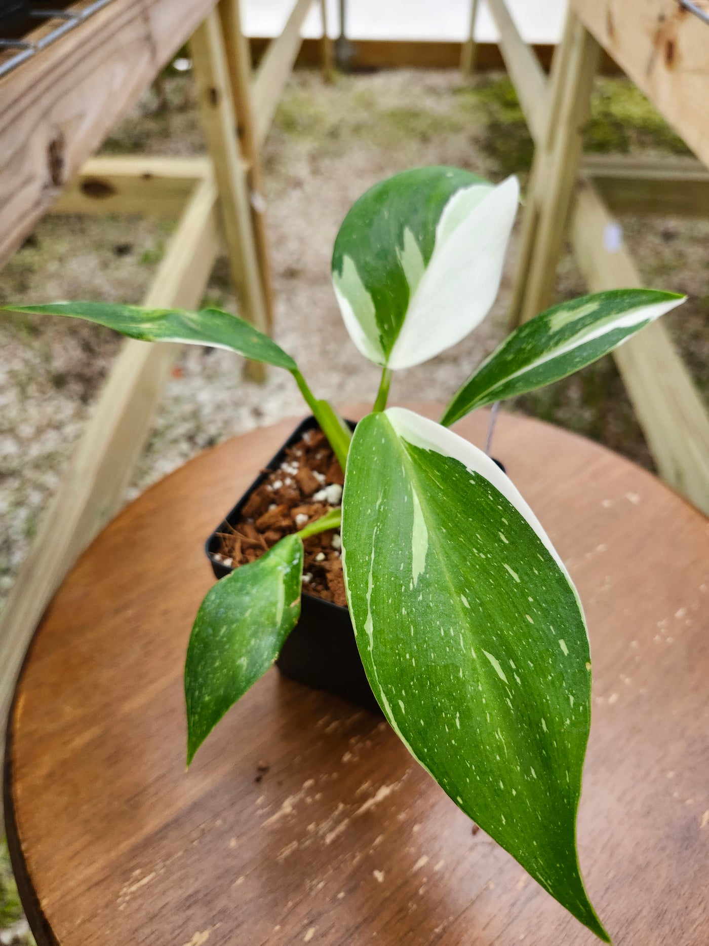 Philodendron White Wizard (4in)-320