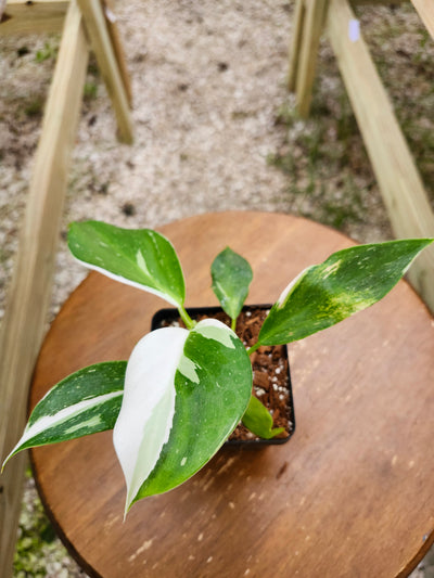 Philodendron White Wizard (4in)-320