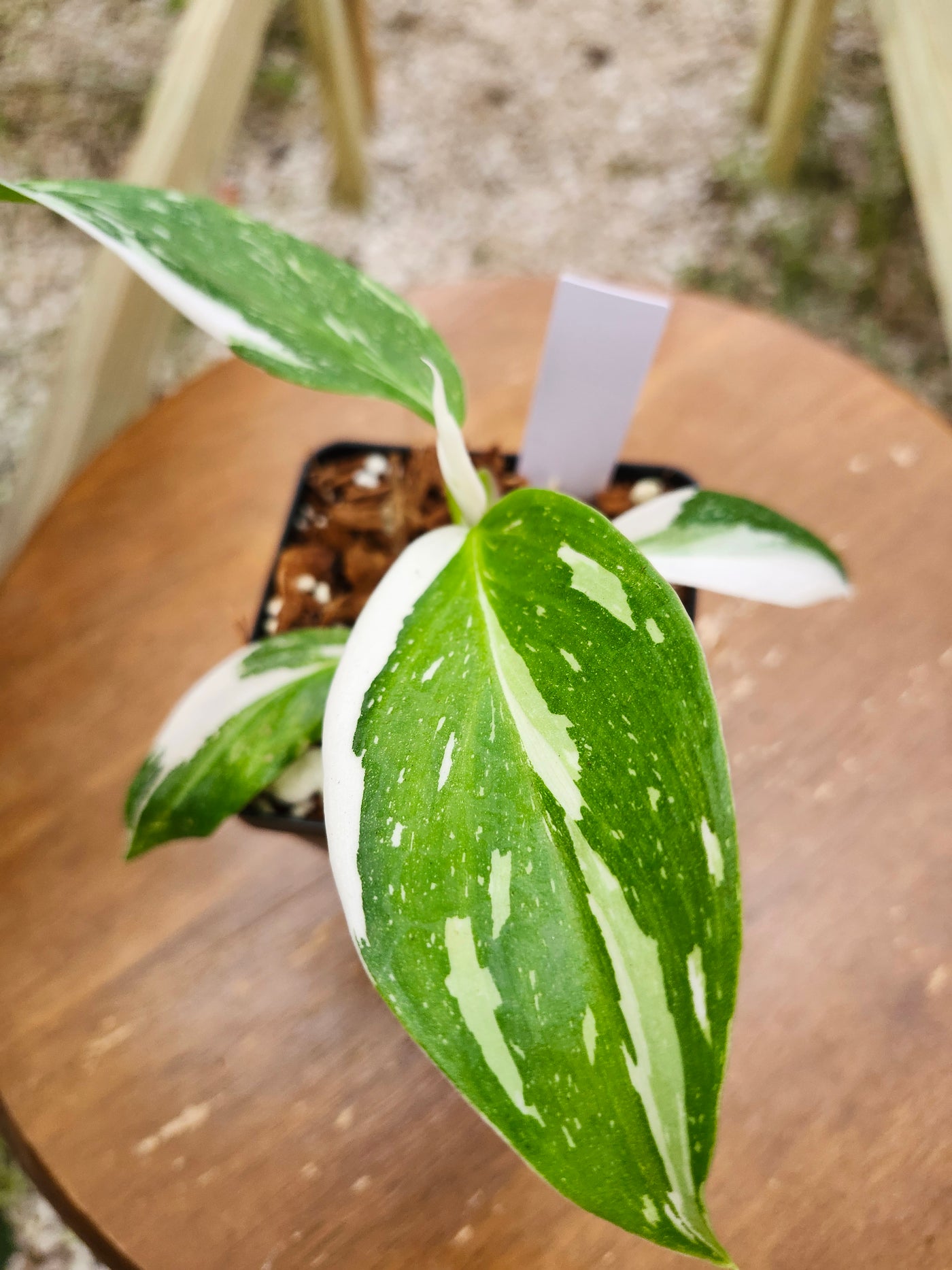 Philodendron White Wizard (4in)-323