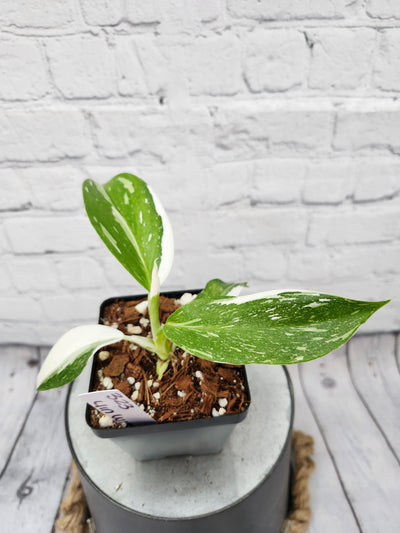 Philodendron White Wizard (4in)-323