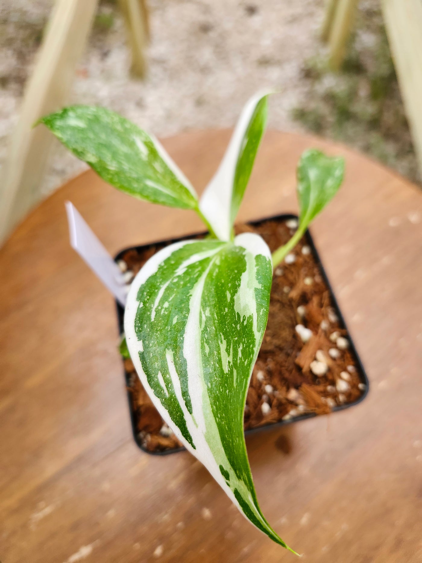 Philodendron White Wizard (4in)-324