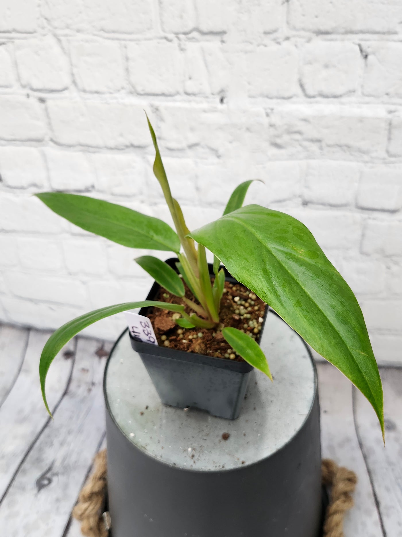 Philodendron Pluto (4in)-339