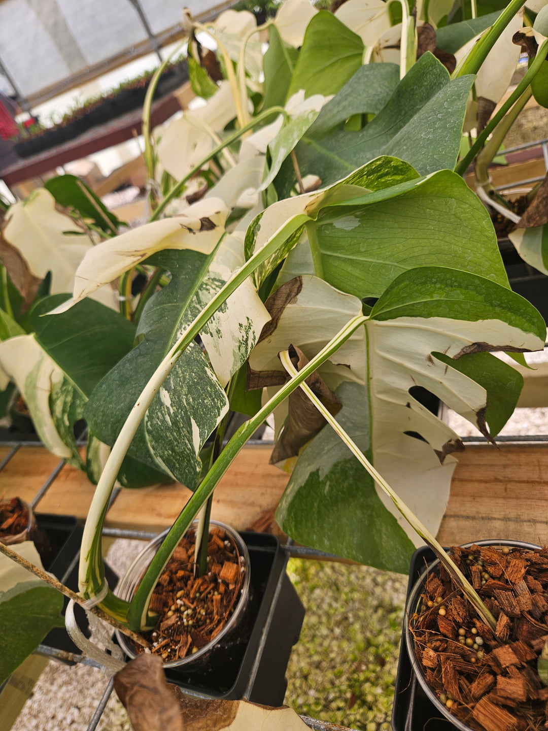 Monstera Albo REHAB (4in)