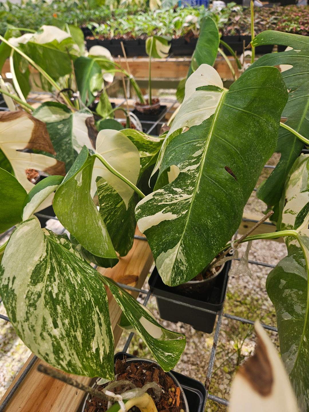 Monstera Albo REHAB (4in)