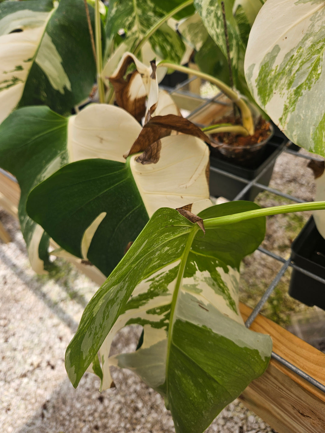 Monstera Albo REHAB (4in)