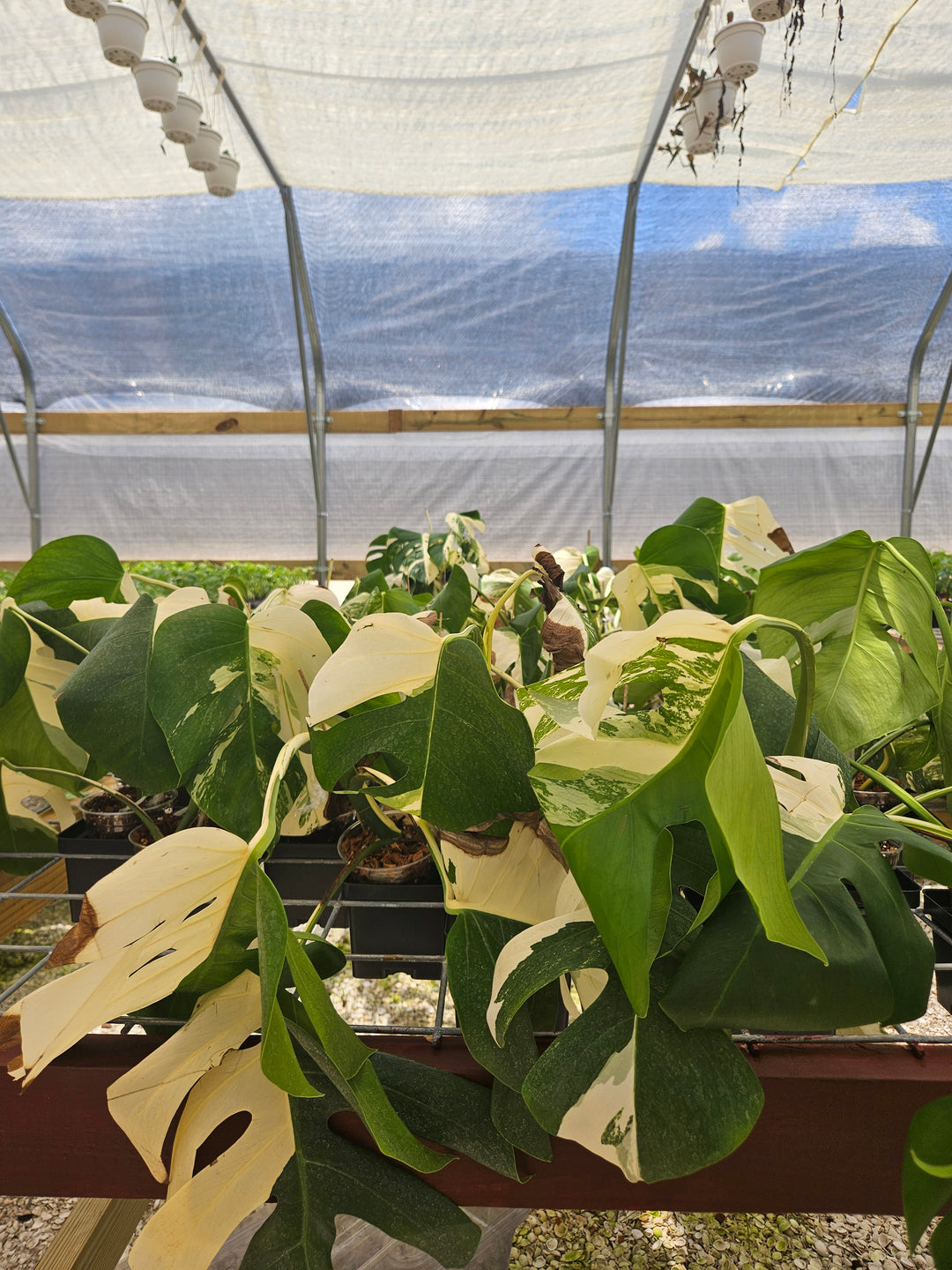 Monstera Albo REHAB (4in)