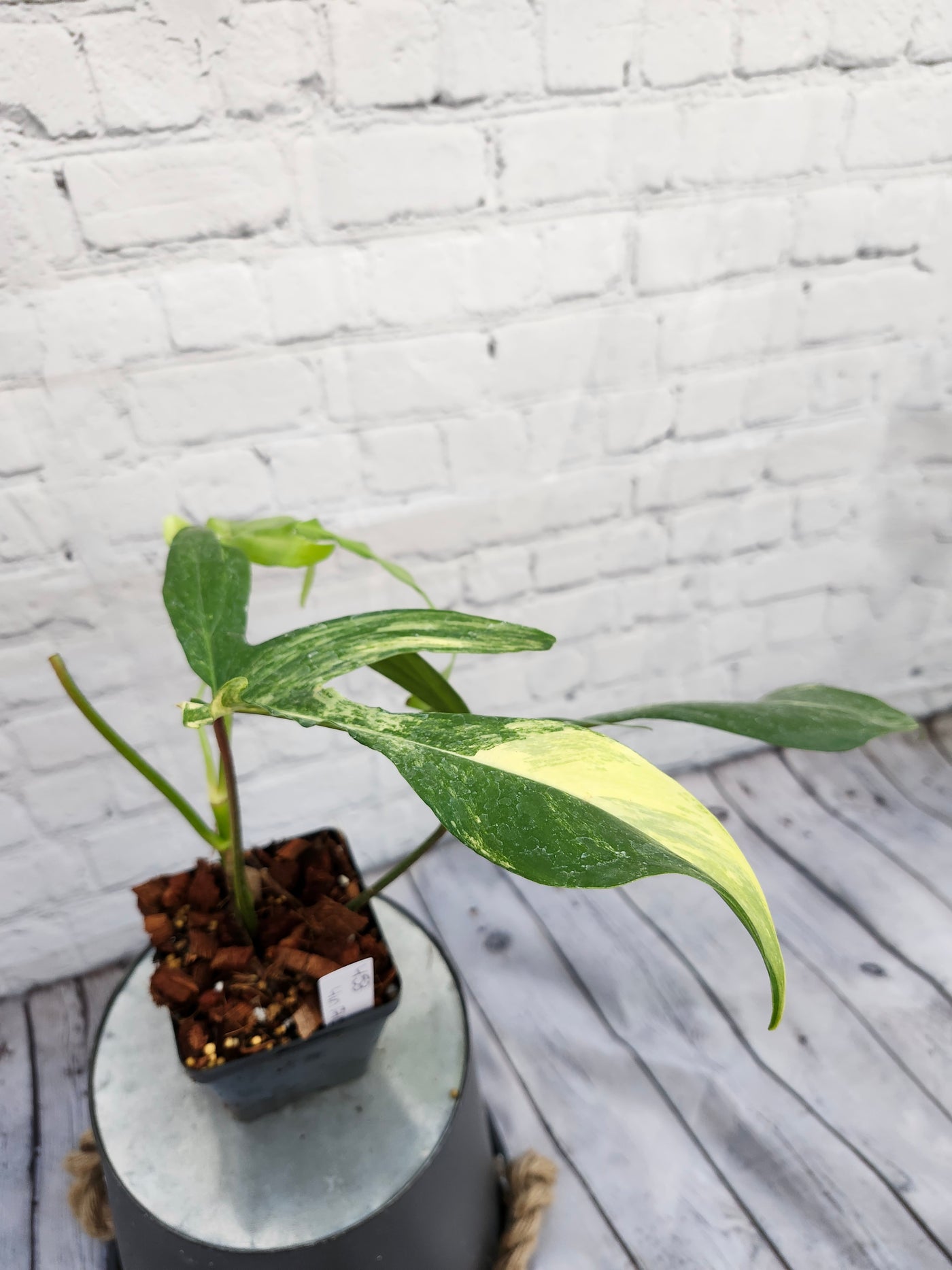 Philodendron Florida Beauty (4in)- 453