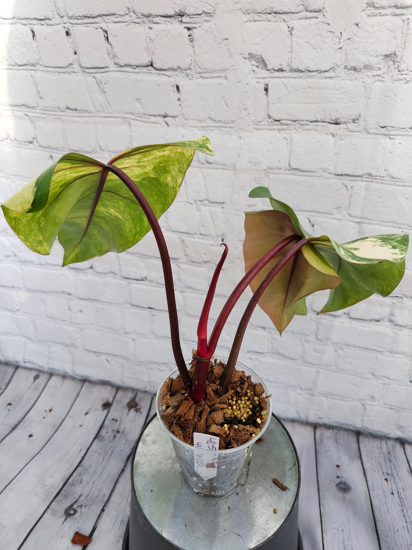 Philodendron Strawberry Shake (4in)-465