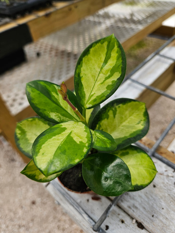 Variegated Hoya Lisa plant with green and cream leaves in a small pot on a nursery bench.