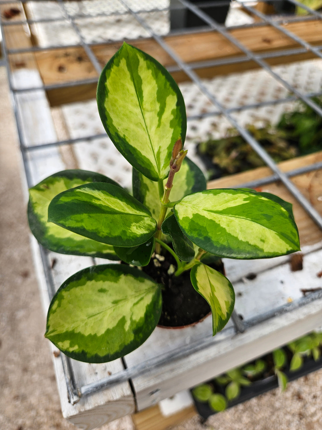 Hoya Lisa plant with variegated green and cream leaves in a two-inch pot.