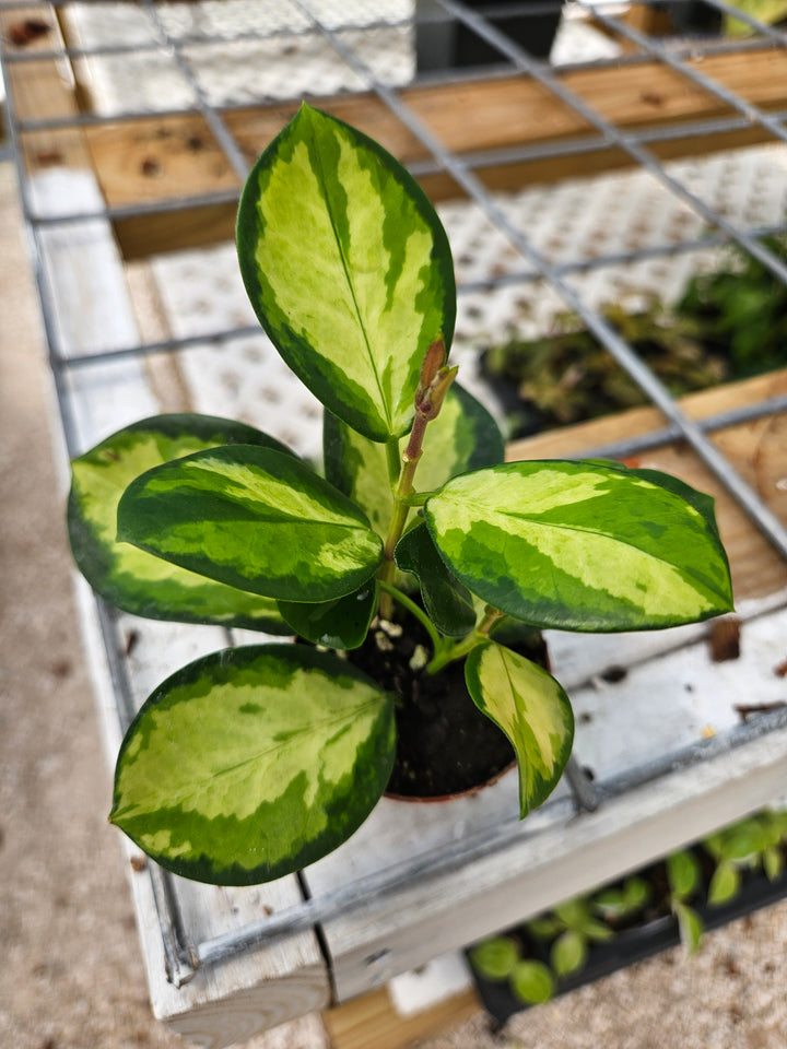 Hoya Lisa plant with variegated green and cream leaves in a two-inch pot.