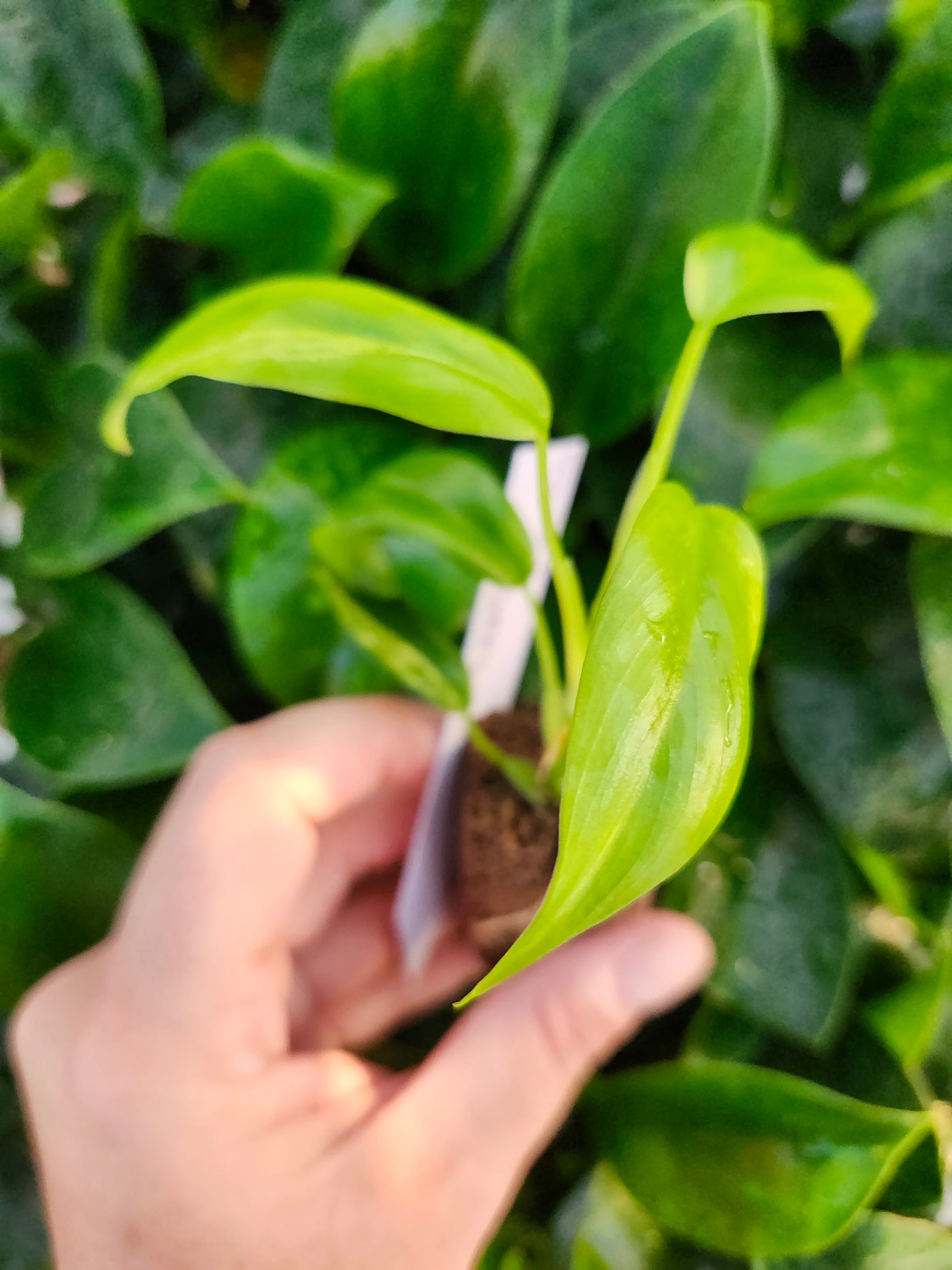 Philodendron Variegated Domesticum-520