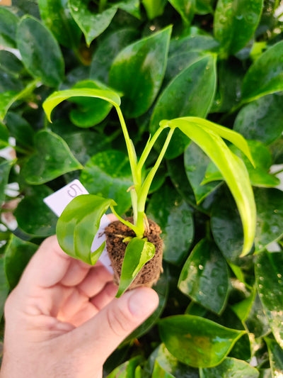 Philodendron Variegated Domesticum-520