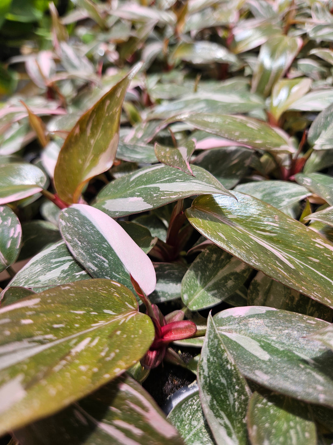 Philodendron Pink Princess Marble with lush green and pink variegated leaves.