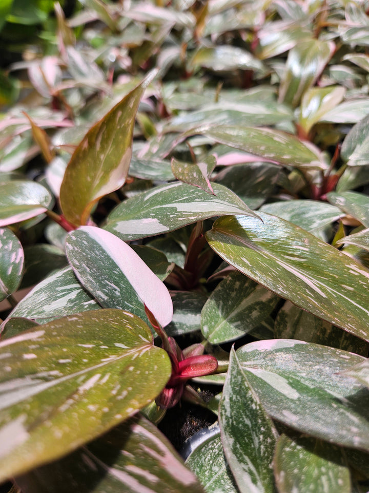 Philodendron Pink Princess Marble (2in)