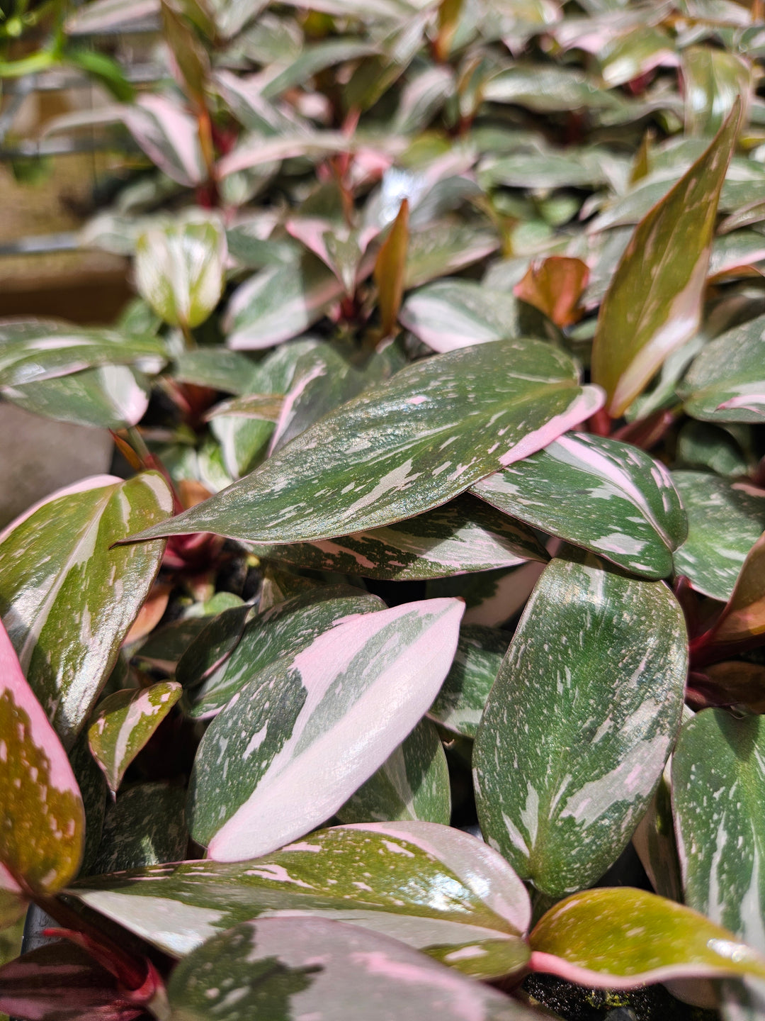 Philodendron Pink Princess Marble with pink variegation on green leaves.