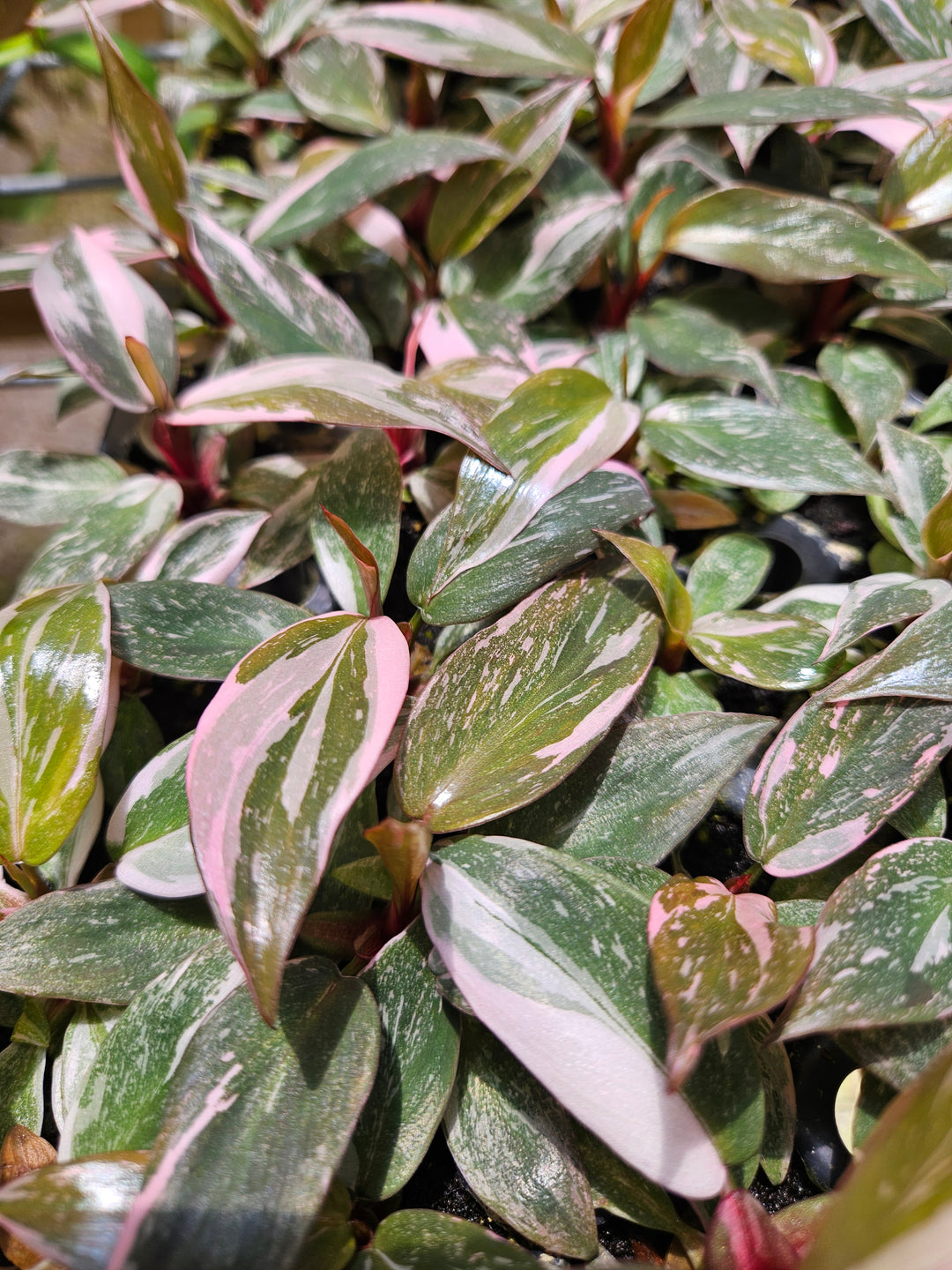 Philodendron Pink Princess Marble with pink variegation on green leaves