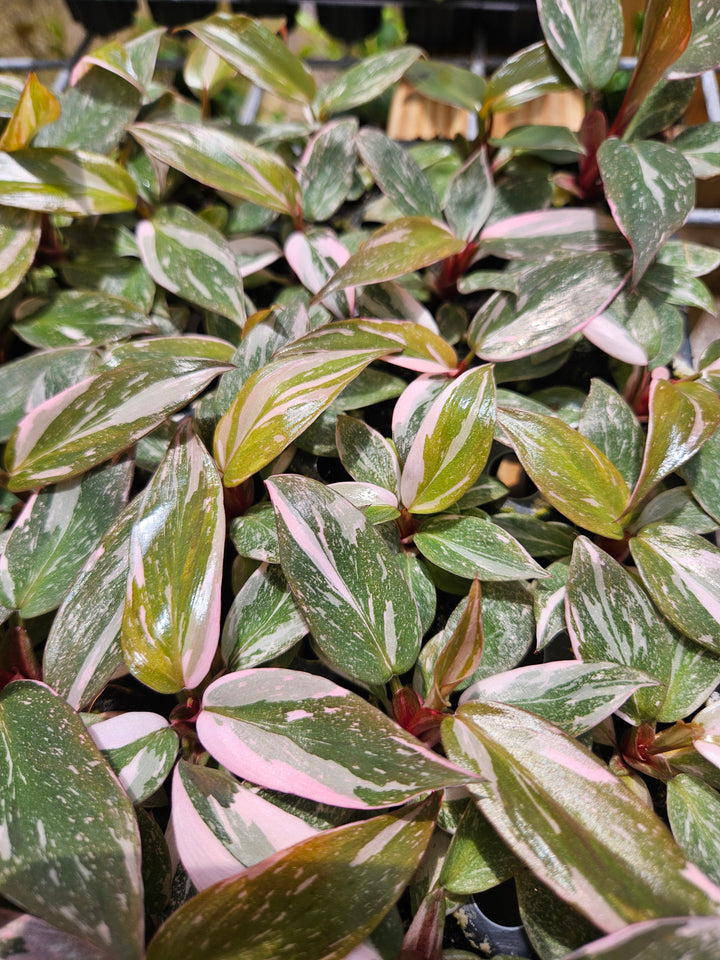 Philodendron Pink Princess Marble with pink variegation on green leaves.