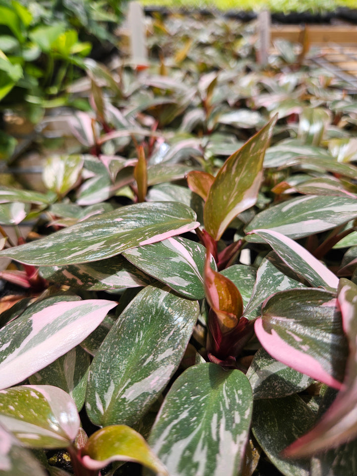 Philodendron Pink Princess Marble plant with pink variegated leaves.