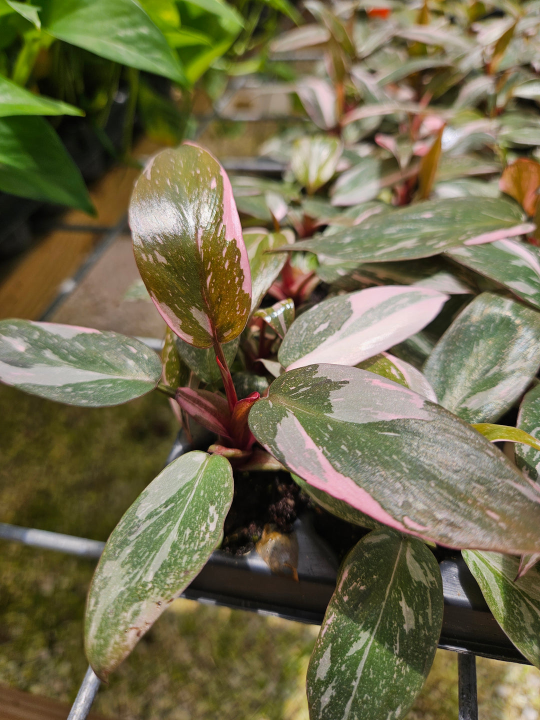 Philodendron Pink Princess Marble with pink variegated leaves.