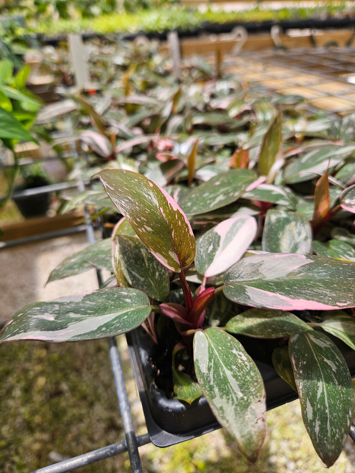 Philodendron Pink Princess Marble plant with pink variegation on lush green leaves in a pot.