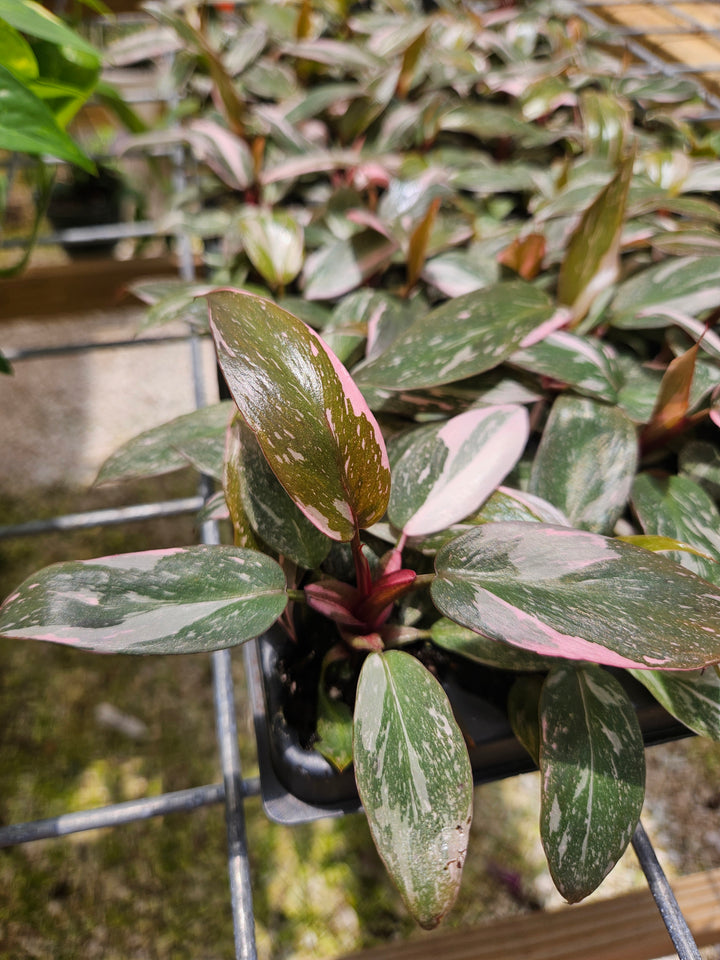 Philodendron Pink Princess Marble with pink variegated green leaves in a pot plug form.