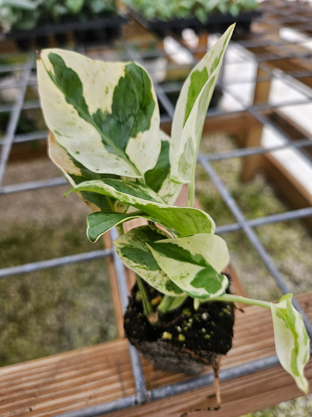 N'Joy Pothos Plug