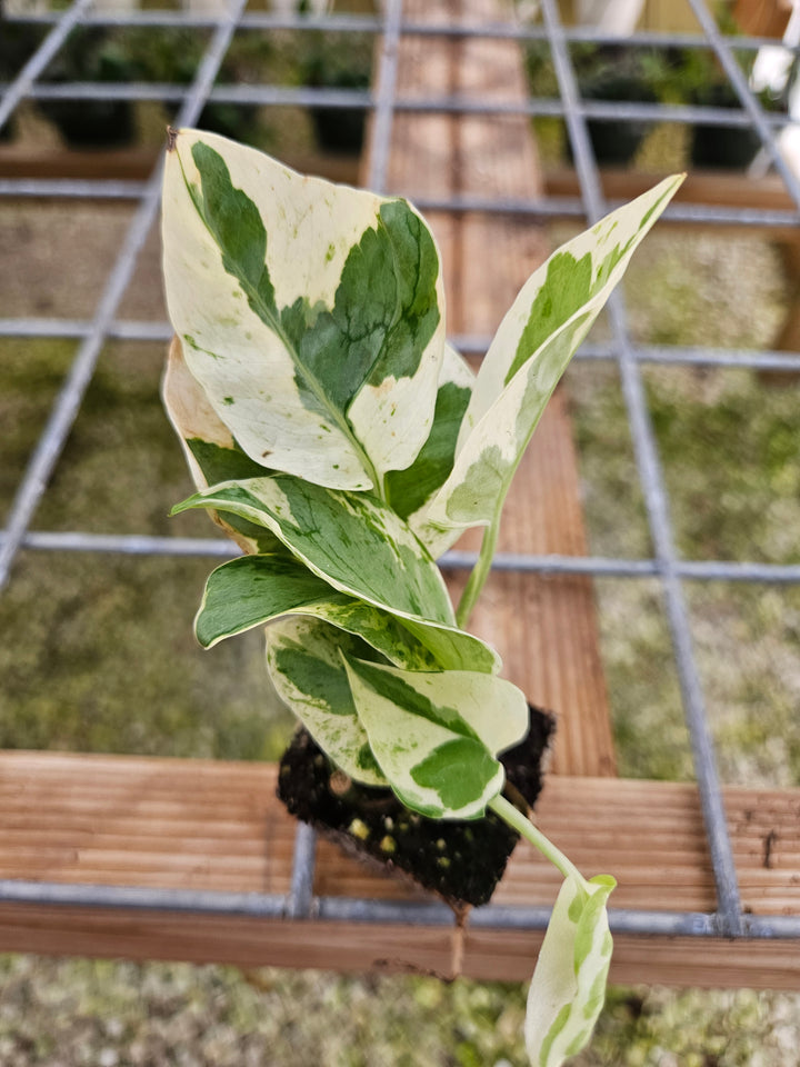 N'Joy Pothos Plug