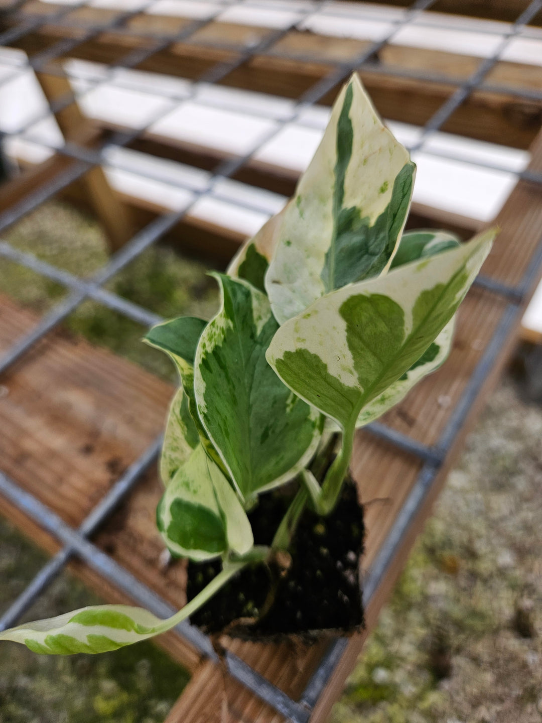 N'Joy Pothos Plug