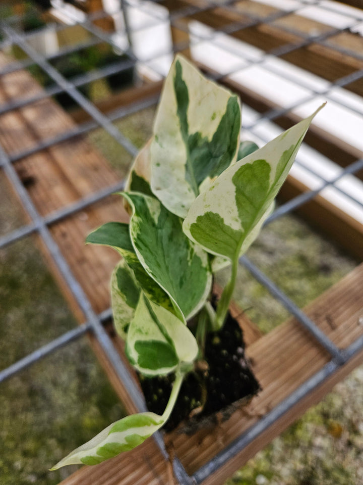 N'Joy Pothos Plug