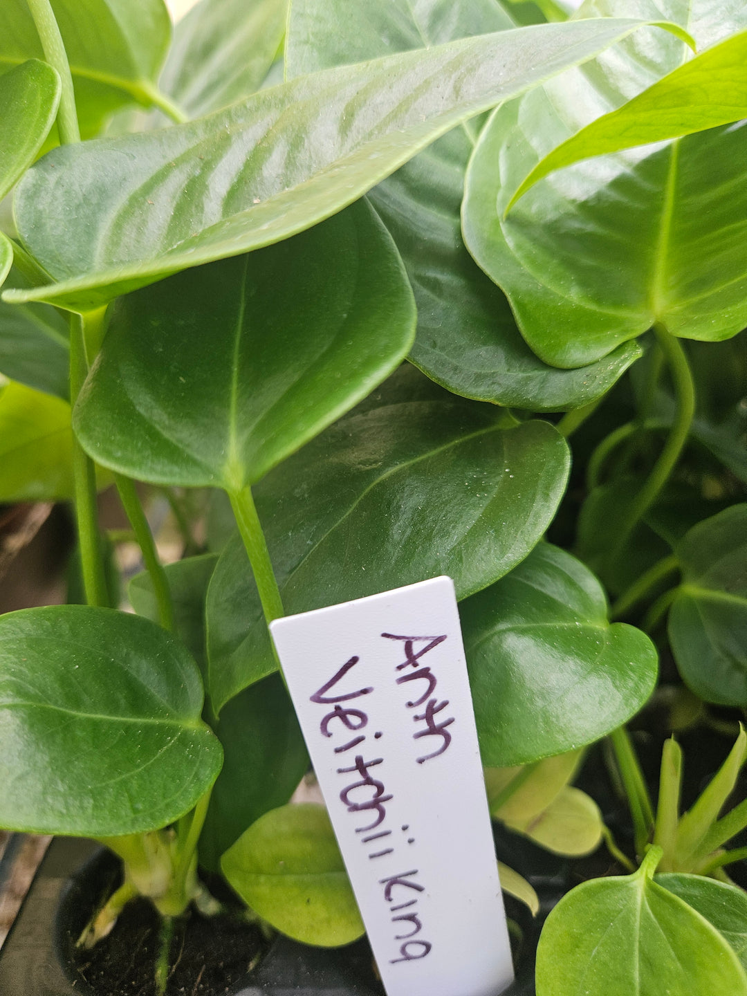 Anthurium Veitchii King Plug