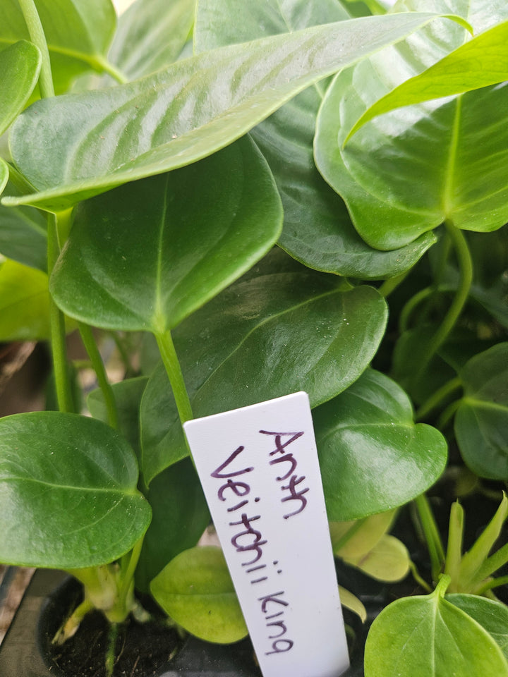 Anthurium Veitchii King plant with elongated, corrugated leaves in a pot with label.