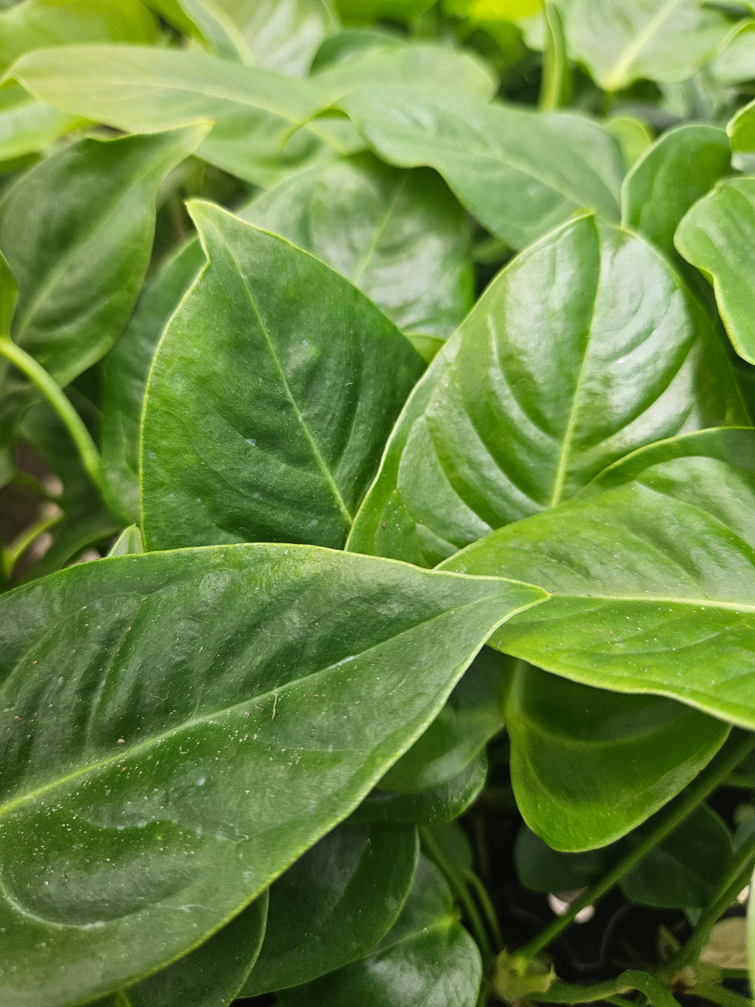 Anthurium Veitchii King Plug