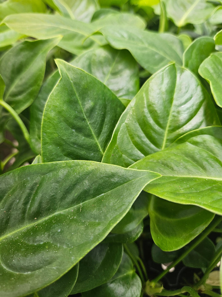 Close-up of Anthurium Veitchii King leaves with glossy sheen and corrugated texture.