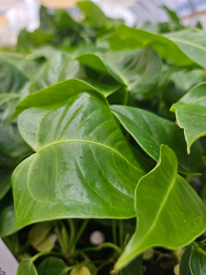 Anthurium Veitchii King with elongated, glossy leaves showcasing tropical elegance.