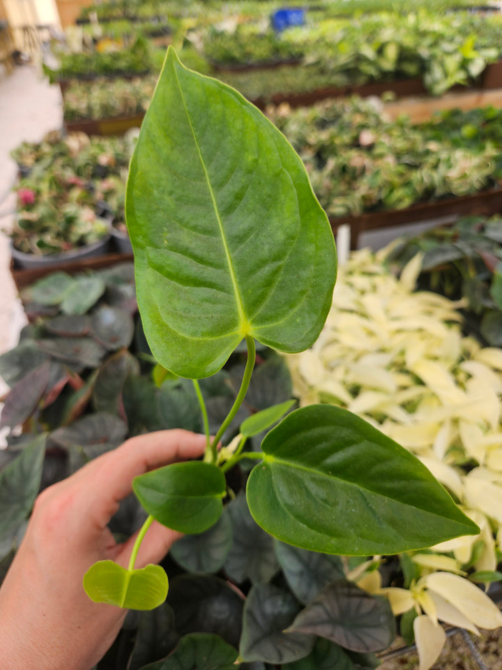 Anthurium Veitchii King plant with elongated, glossy leaves in a garden setting.