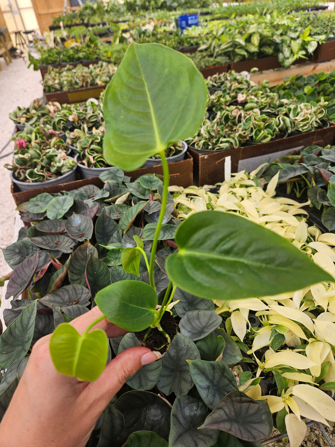 Anthurium Veitchii King plant with glossy, elongated leaves in a vibrant nursery setting.