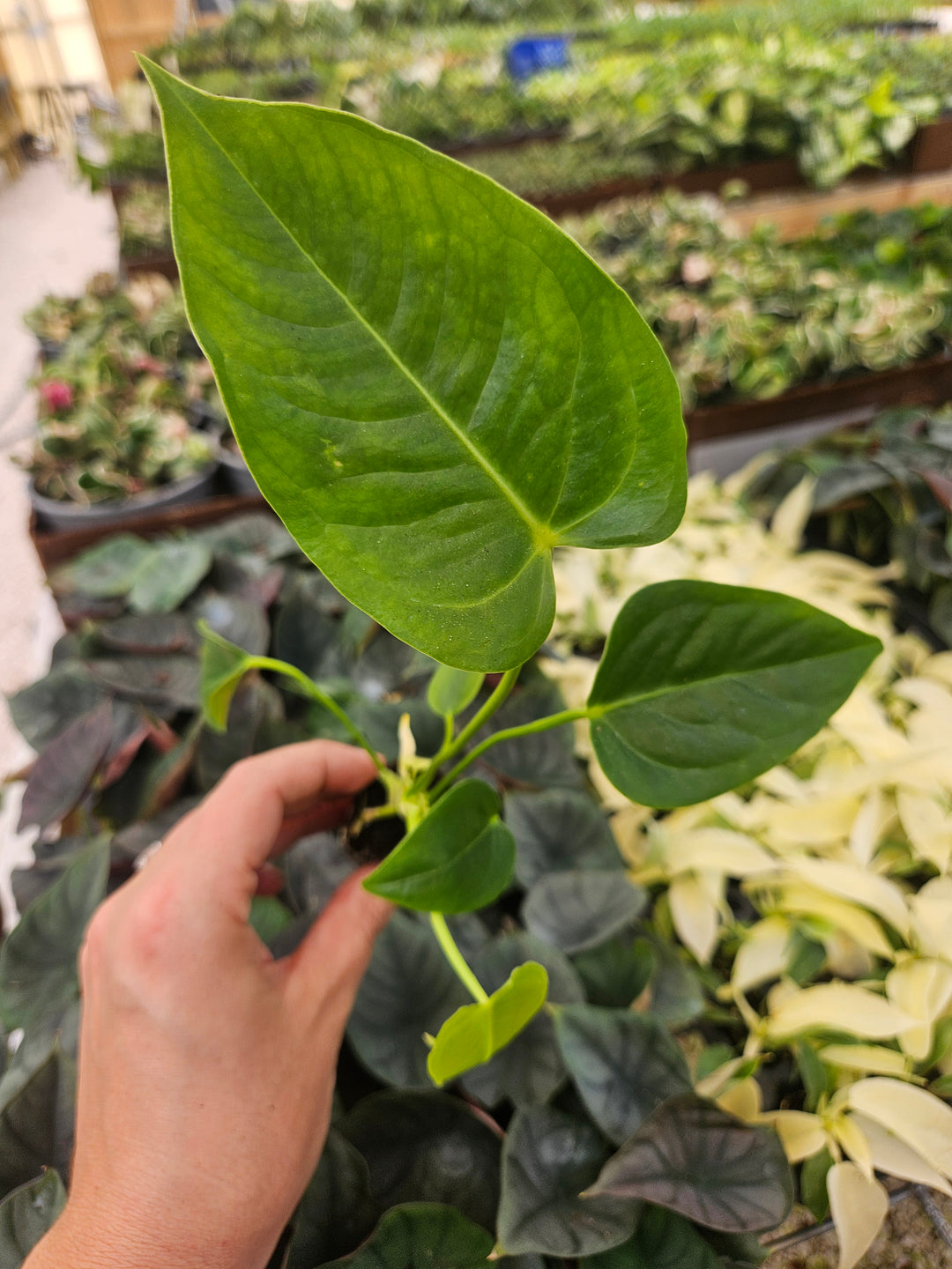 Anthurium Veitchii King with corrugated, glossy leaves in a tropical plant setting.