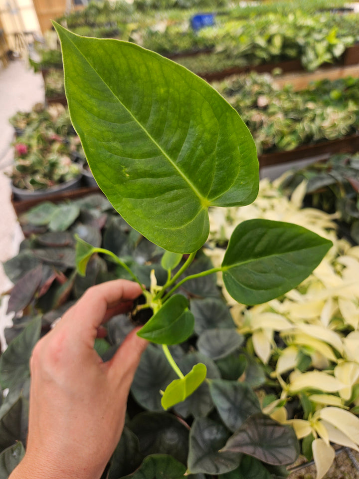 Anthurium Veitchii King with corrugated, glossy leaves in a tropical plant setting.