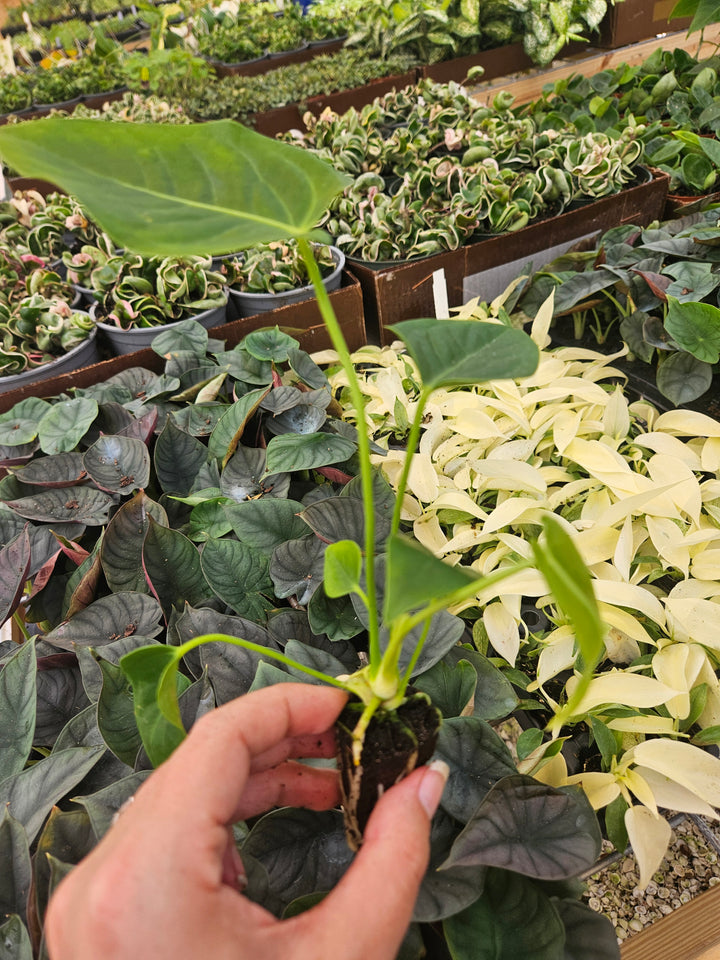 Anthurium Veitchii King plant in nursery, featuring long corrugated leaves.