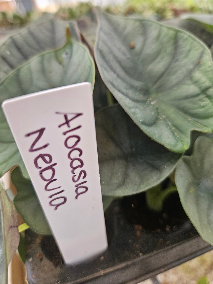 Alocasia Nebula Plug