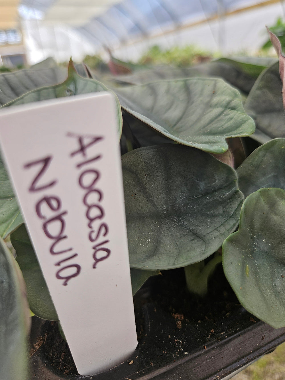 Alocasia Nebula plant with deep blue and silvery-grey leaves in a garden setting.