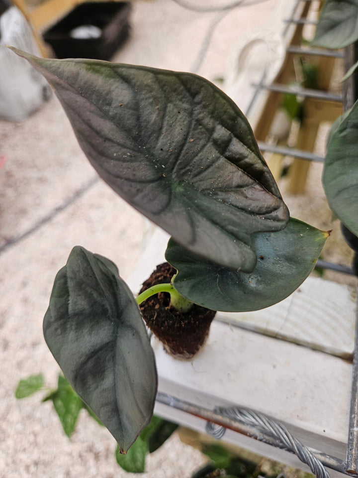 Alocasia Nebula Plug