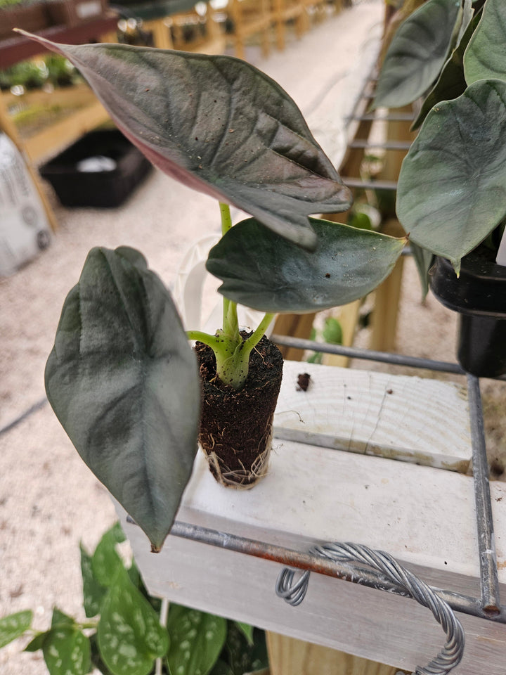 Alocasia Nebula Plug