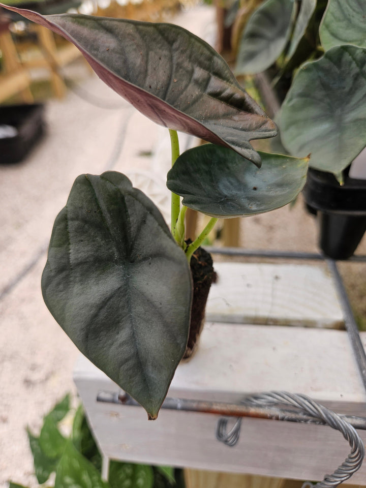 Alocasia Nebula Plug