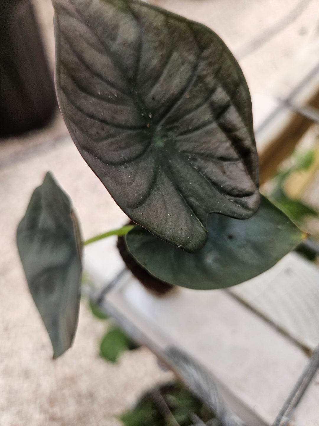 Alocasia Nebula Plug