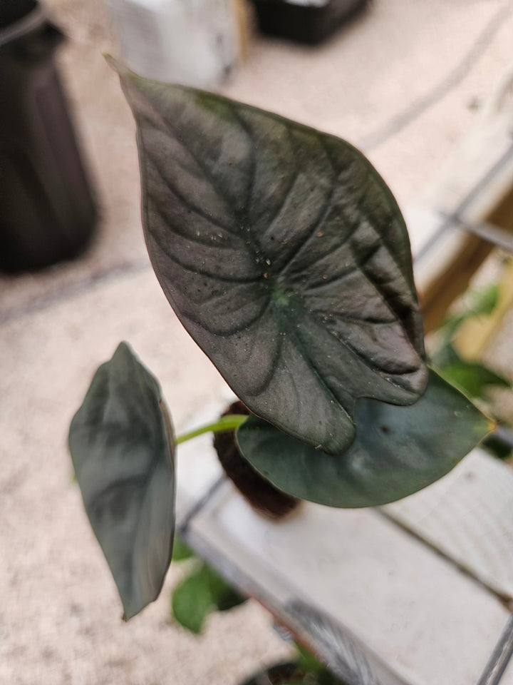 Alocasia Nebula Plug